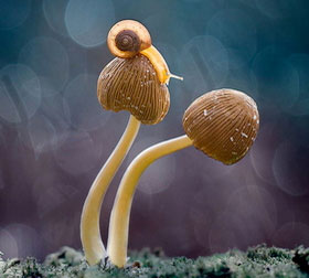 自动攻击网站工具下载